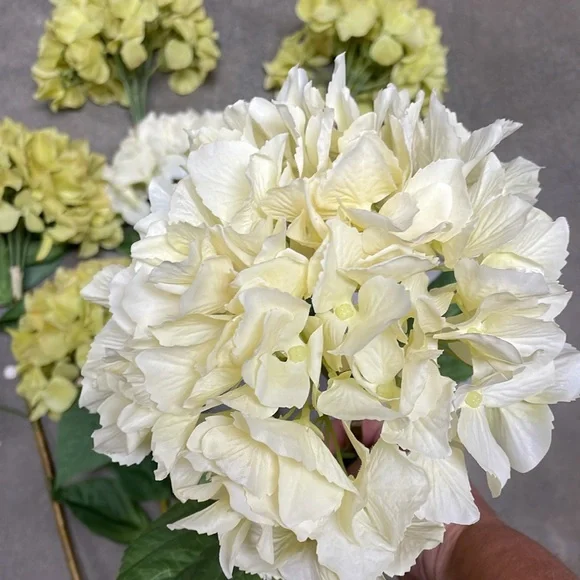 Hydrangeas, 4 in green yellow and 2 in a light yellow - Picture 5 of 6